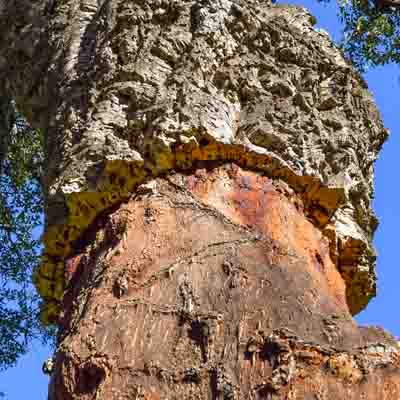 virgin cork